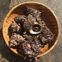 뿔소라 1kg 개조개 제철 캠핑모듬조개 해물찜 탕 해산물 수산물 어패류 바지락 째복 명주 비단 갈미 백합조개 백상합 모시 대왕 참가리비구이 키조개 전복 삐뚤이 참소라 밀고동 돌조개, 3개, 3kg