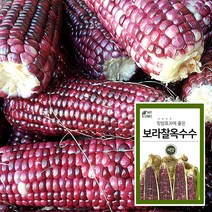 마이플랜트 보라 찰옥수수 씨앗 채소 야채 텃밭