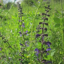 클라리세이지 EO 천연 에센셜 오일 10ml 50ml 100ml 500ml 1L