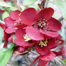 명자나무 묘목 - 흑광 키100cm 1개