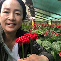 70년 재배 홍제원 풍기 인삼 국내산 파삼 무세척 파지 750g (10~13뿌리), 1팩, 무세척파지750g(10~13뿌리)