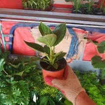 꽃백화점 버킨콩고 소품 10~25cm 59