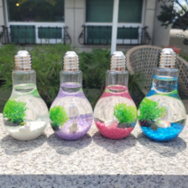 마리모키우기 국산 DIY 전구어항, 바이올렛, 토끼