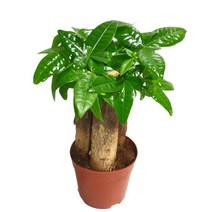 도도팜 1+1 스파트필름/ 호야 테이블야자 고무나무 행운목 스킨답서스 아이비 천냥금 파키라 율마 금전수 나도풍란 리사호야 금전수 보석금전수 문샤인 스투키 토분 공기정화식물, 10.  (1개)파키라(3촉) 1개