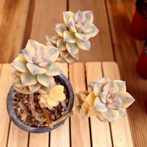 살구미인금 키우기 다육식물3자2-120랜덤발송, 단품