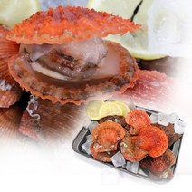 통영 비단 가리비 1kg ~ 10kg, 3kg, 1개
