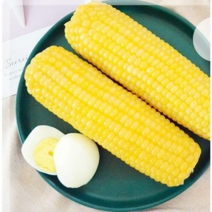 <천룡무역> 아주 맛있는 무첨가 냉동 황 찰옥수수 황찰 20개 40개 80개, 80개(16kg이상)” class=”wr-img”></a></div></p></div></p></div></p></div><div class=