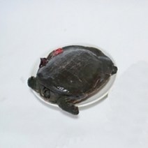 용강자라농장 식용자라(깨끗히 손질하여발송), 1box, 1kg(산자라기준)