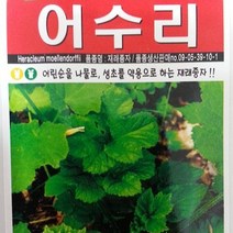 [가람종묘사] 어수리 씨앗(어린순을 나물로 성초를 약용으로 하는 재래종자), 1개
