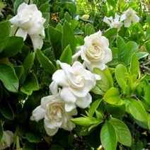 [목본류]치자나무(꽃치자)(소품)