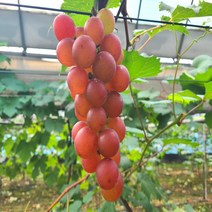 루비로망 루비로만 포도묘목 접목묘 묘목, 접목1년(10주)