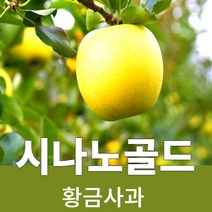 시나노 골드 경북사과 껍질째먹는 황금사과 산지직송 3kg 5kg, 시나노골드3kg (15~20과)