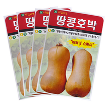 아람 땅콩호박씨앗10립