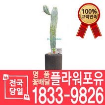 용심목 선인장 다육 개업화분 대형 전자파차단 꽃배달 화분배달 이사선물 축하선물