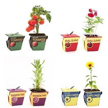 인테리어미니화분 레터링 메세지 식물키우기 세트, 메시지콩