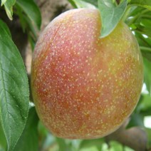 목하원예조경 자두나무 묘목 (슈퍼왕자두) R3전후 결실주