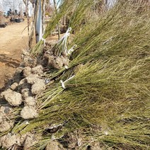 황매화나무 키100cm내외