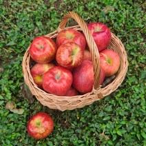 [별담농]아침이슬사과 23년 햇 가을사과 홍로 요까 시나노 감홍 양광, 5kg, 대과(18과내), 1개