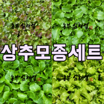 농부 심채열의 상추모종 세트 35개 텃밭 모종씨앗 상추모종 모종 상추키우기 쌈 채소 모종키우기, 1세트
