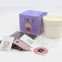 화분키우기 캣그라스 재배키트 캣잎 귀리 보리 밀싹 홈가드닝 미니 식물 화분, 보리싹