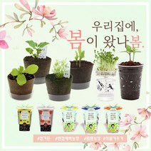 미니화분 식물키우기 (강낭콩 상추 새싹채소 방울토마토 외), 옵션:2)팜팜농장 옥수수