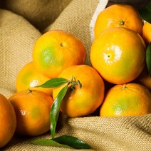 (초록자연) 제주 타이벡 감귤 5kg (특대과)타이백감귤, 상세페이지 참조