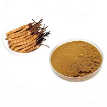 동충하초 분말 리얼동충하초, 40g, 40g, 1개