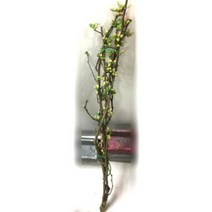 생화(절화)-산당화(80cm1묶음) 명자나무 산당화생화 생화산당화 매화나무 산당화나무