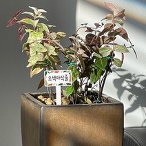 화분 식물 이름표 꽂이 화분이름표 / 이름인쇄 가능
