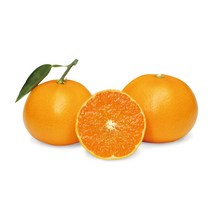 [곱들락] 제주산 고당도 천혜향/선물용 가정용먹걸이, 5kg(20입내)