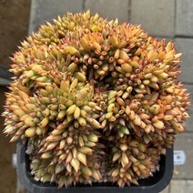 [해와달다육] 엘크혼철화 다육이, 1개