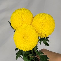 앤드플라워 생화택배 꽃정기구독 꽃정기배송 꽃배달싼곳 꽃다발 화훼농가돕기 꽃화병 생일꽃다발 꽃배달, 13. 핑크미니장미 한단