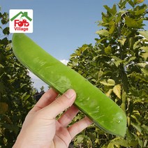 [푸드빌리지] 여주 볶음 여주차 건여주 생여주 무농약인증, 작두콩차 100g