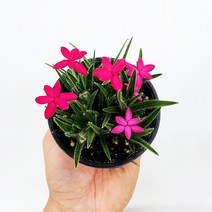 꽃나무팜 설란 설난 진핑크 소품 야생화 다년초 꽃식물 로도히폭시스 구근식물