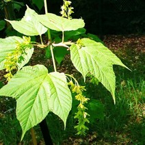 벌나무 묘목 5주 산청목 뿌리묘 약용수, 본상품선택