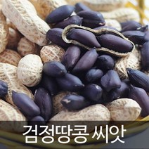 검정 땅콩 씨앗 흑 땅콩 종자 씨 채소 야채 콩 20g