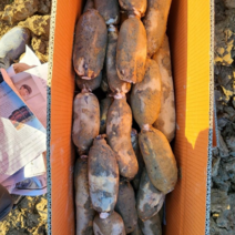 국산무농약연근1kg특품햇연근흙연근-국산무둬-국산무둇 오늘만 이가격