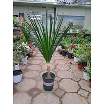 드라코 멋스러워요, 1개