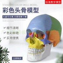해골모형 경추 두개골 인체 모델 전시 분리 의학 교육, 컬러 두개골