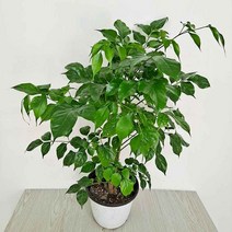 녹보수(중) 해피트리 행복수 실내공기정화식물, 365바운스 본상품선택