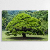 af639-폼아크릴액자58CmX38Cm_좋은기운가득한소나무