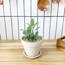 1+1 세이지 키친허브 화분 세트 로즈마리 딜 타임 베란다 텃밭 허브 키우기, H39.세이지, H05.레몬버베나