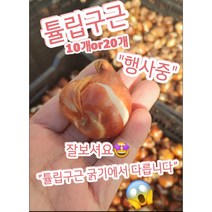 튤립구근 겹꽃포함 10개 20개/4계절 관계없이 심으면 튤립꽃을 볼수있어요, 20개