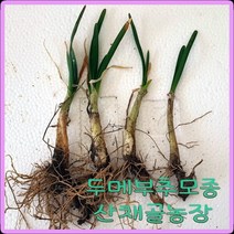 e쉬운새싹채소 부추 모종/ 두메부추 뿌리모종/ 1촉당 400원 / 50개1세트