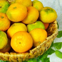 23년 제주 하우스 감귤 산지직송 선물세트 5kg 10kg 상품, 가정용 대과 10kg