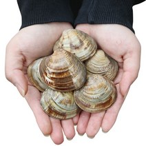 백합조개 백생합 백상합 5kg, 1개, 백합 5kg