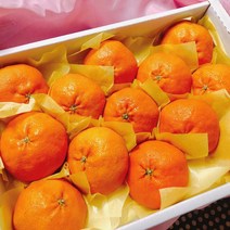 제주 레드향 선물용 가정용 명절 설 선물세트 1kg 3kg 5kg 산지직송, 3kg / 가정용 / 9~15과 내외