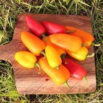 국내산 미니파프리카 꼬마파프리카 (250g팩씩 개별포장) 500g 1kg 2kg [노블프레쉬], 미니파프리카 1kg(250g x 4팩)