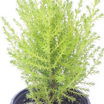 율마(소) 실내공기정화식물 공기청정식물 율마키우기 율마 율마물주기 백량금 집에서키우는식물 집에서키우기쉬운식물;joo:na, ※­선택:상품선택▣