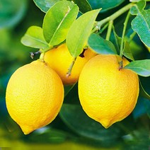 레몬(무농약제주그린레몬 )-3kg, 3kg
